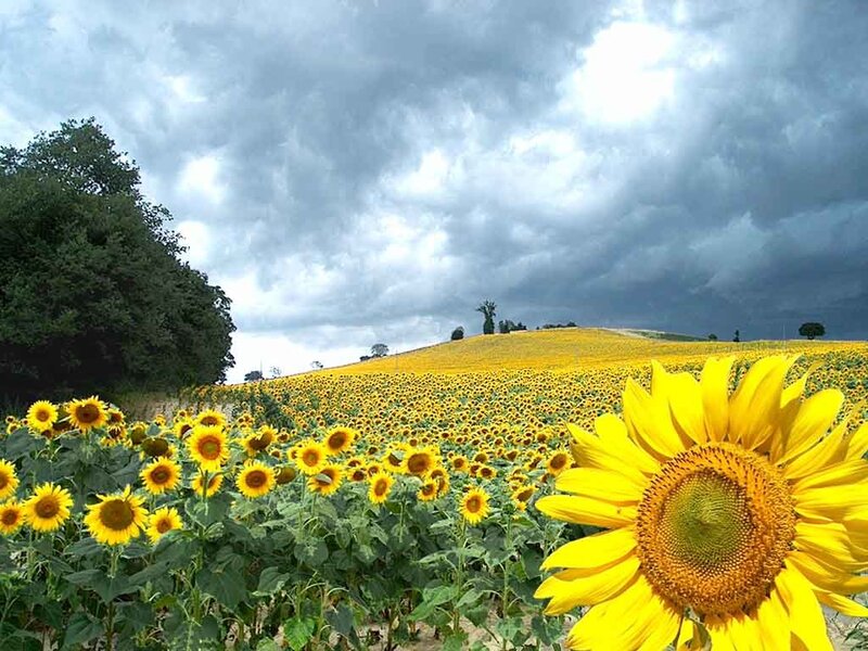 Sunflower field under stormy sky