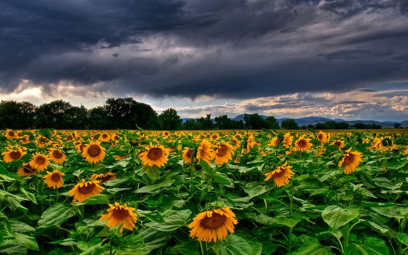 Sunflower field under stormy sky