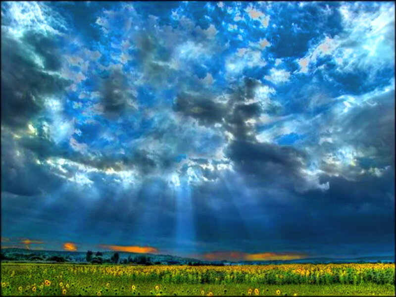 Sunflower Field under Stormy Sky — Blue, Dramatic