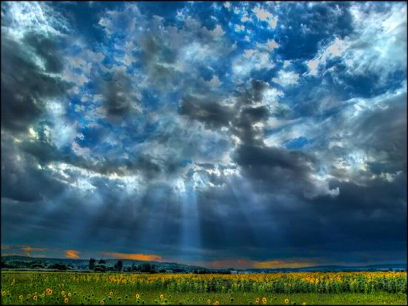 Sunflower Field under Stormy Sky — Blue