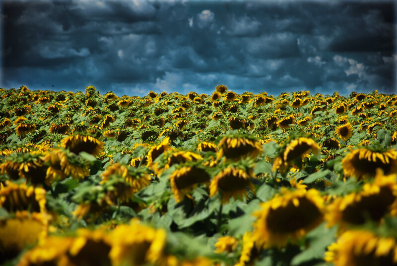 Sunflower Field under Stormy Sky — Yellow, Dramatic, Afternoon, Photograph, Clouds, Flowers