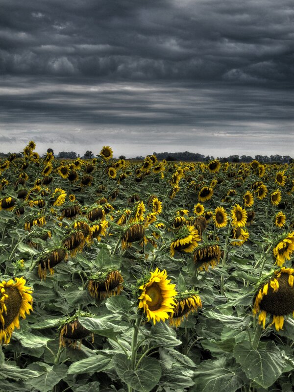 Sunflower Field under Stormy Sky — Yellow, Dramatic, Afternoon, Photograph, Clouds
