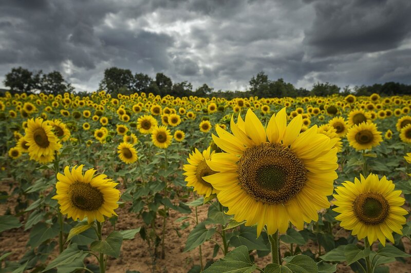 Sunflower Field under Stormy Sky — Yellow, Dramatic, Afternoon, Photograph, Clouds, Trees