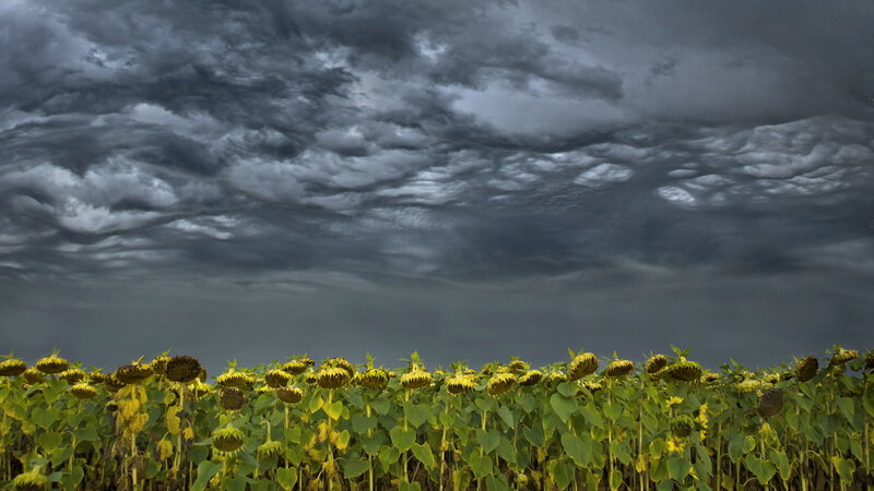 Sunflower Field under Stormy Sky — Yellow, Dramatic, Afternoon, Photograph