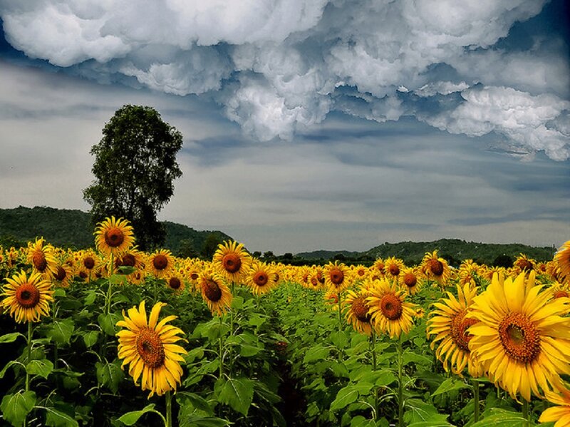 Sunflower Field under Stormy Sky — Yellow, Dramatic, Afternoon, Photograph, Tree