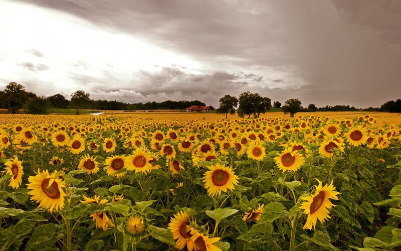 Sunflower Field under Stormy Sky — Yellow, Dramatic, Afternoon, Photograph, Trees