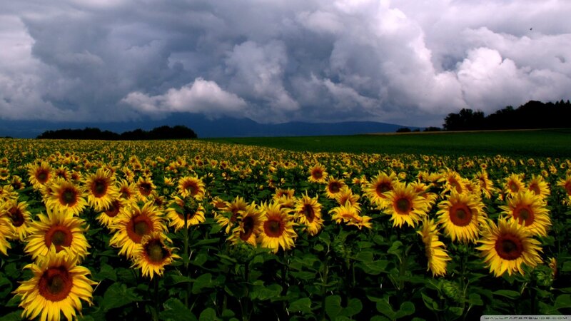 Sunflower Field under Stormy Sky — Yellow, Dramatic, Afternoon