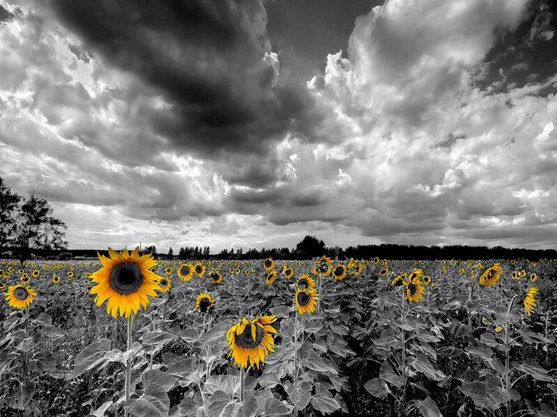Sunflower Field under Stormy Sky — Yellow, Dramatic