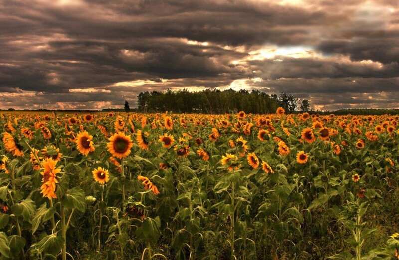 Sunflower Field under Stormy Sky — Yellow
