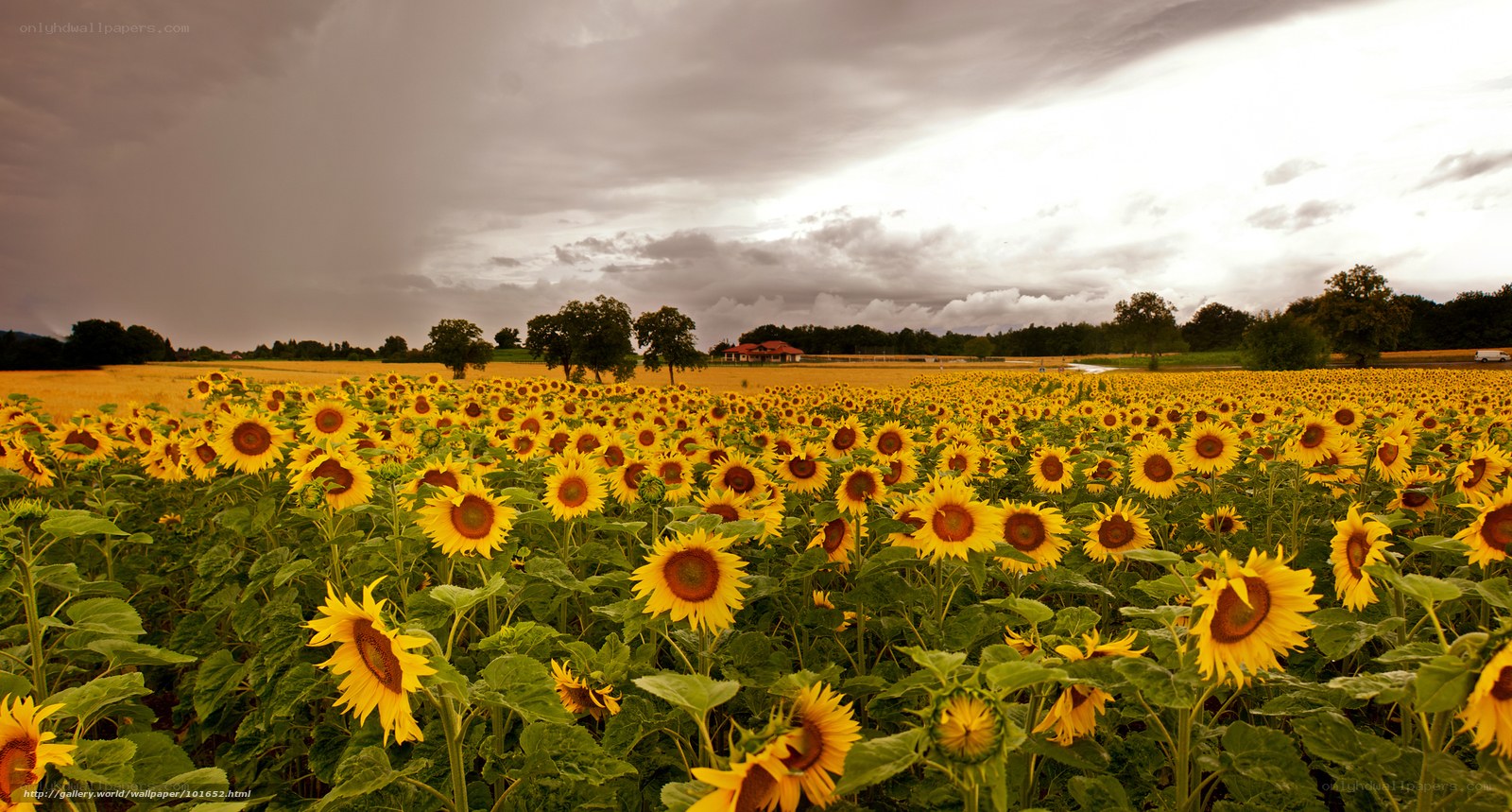 Sunflower field under stormy sky
