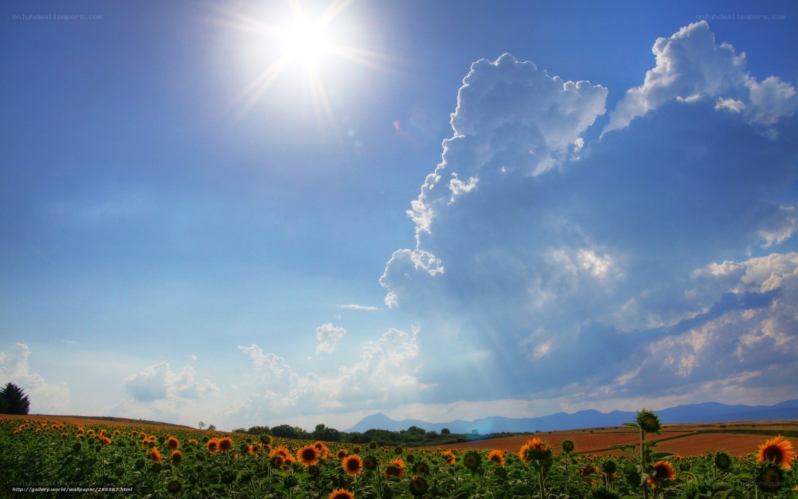 Sunflower field under sunny sky