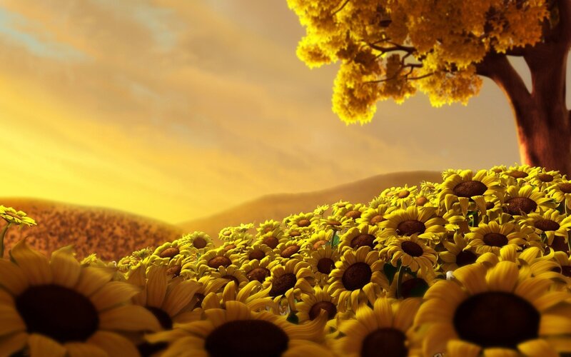 Sunflower Field under Tree — Yellow, Serene, Sunset