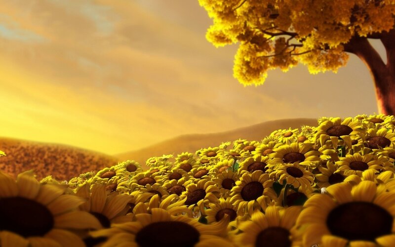 Sunflower Field under Tree — Yellow, Serene