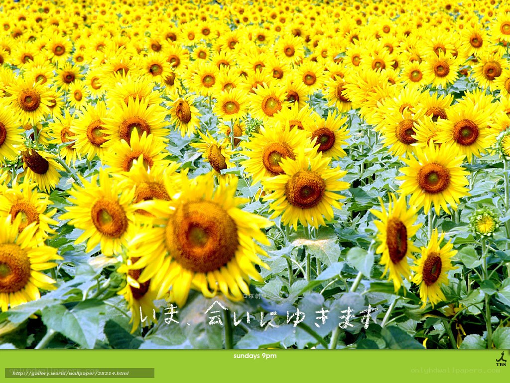 Sunflower field wallpaper