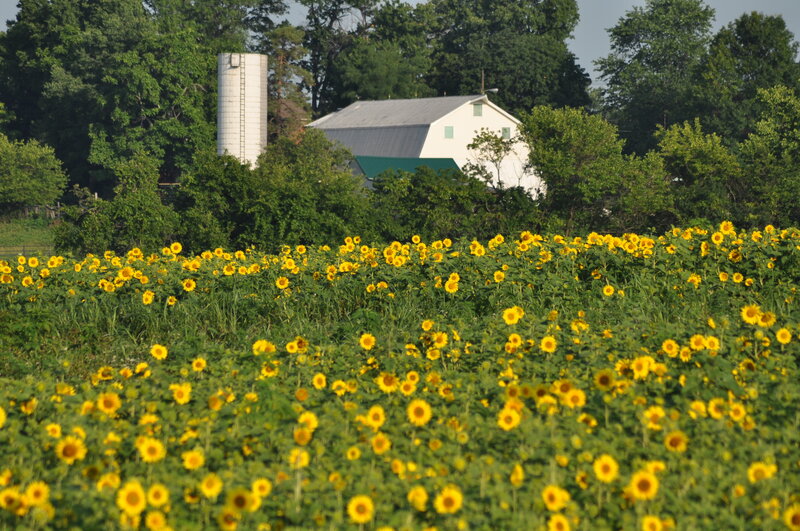 Sunflower Field with Barn