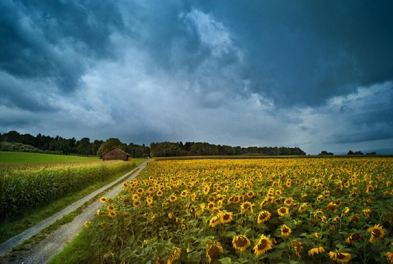 Sunflower Field with Barn — Yellow