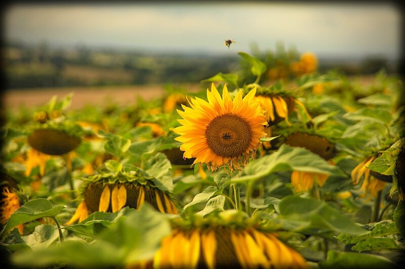 Sunflower Field with Bee
