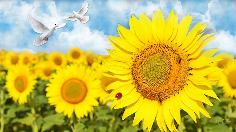 Sunflower Field with Birds