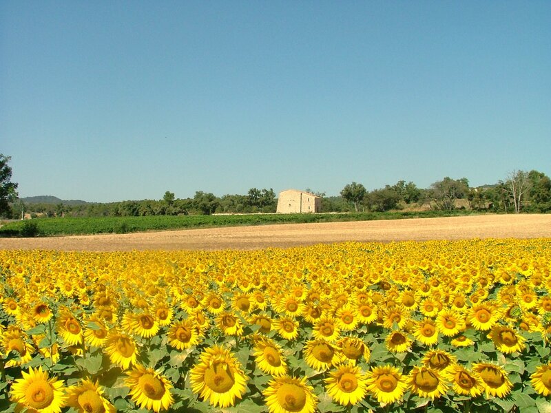Sunflower Field with Building