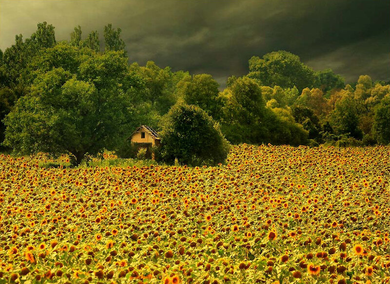 Sunflower Field with Cabin