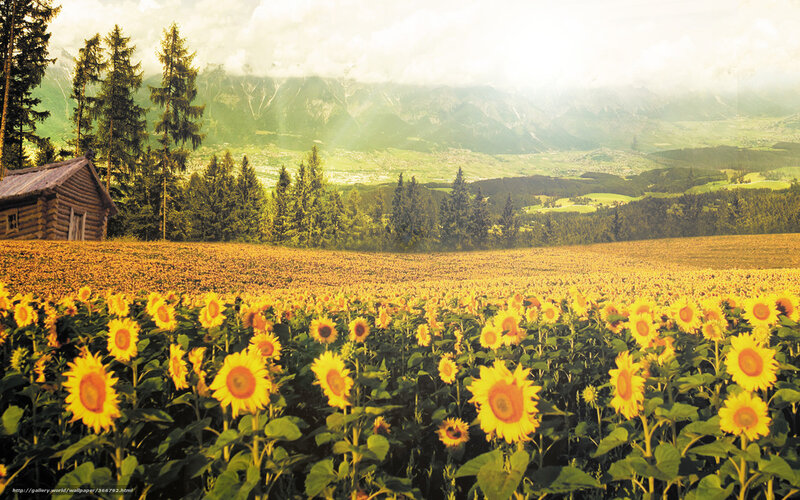 Sunflower Field with Cabin — Yellow, Serene