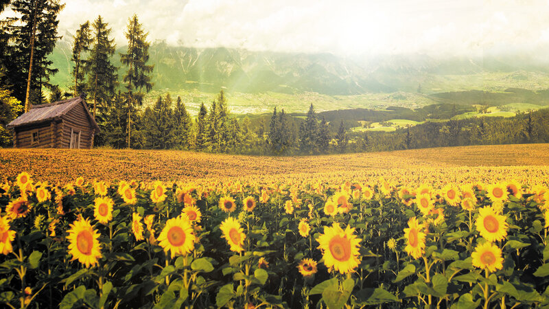 Sunflower Field with Cabin — Yellow