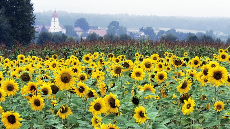 Sunflower field with church in background