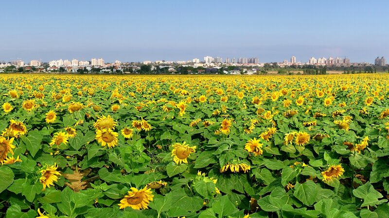 Sunflower field with city skyline