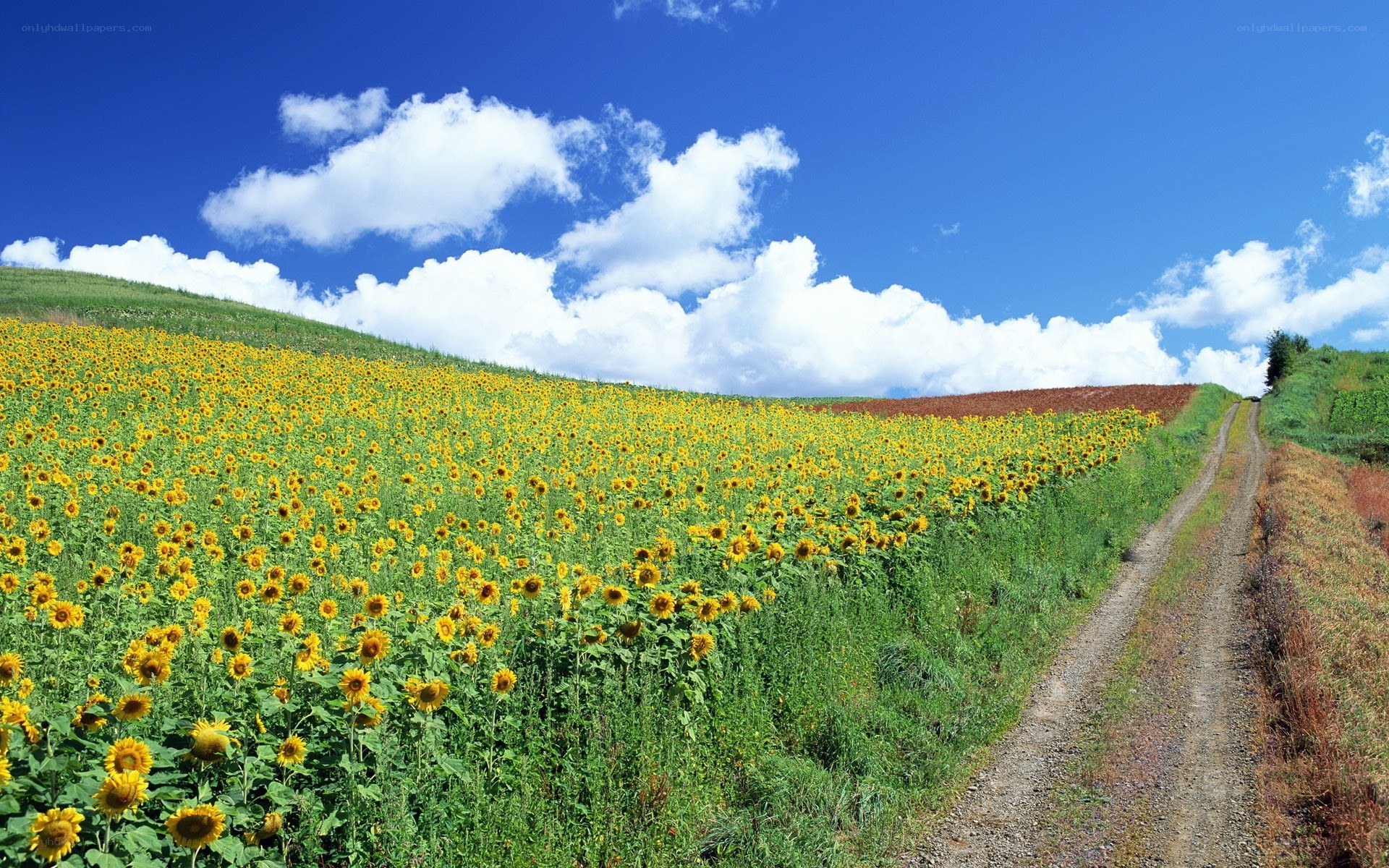 Sunflower field with dirt path