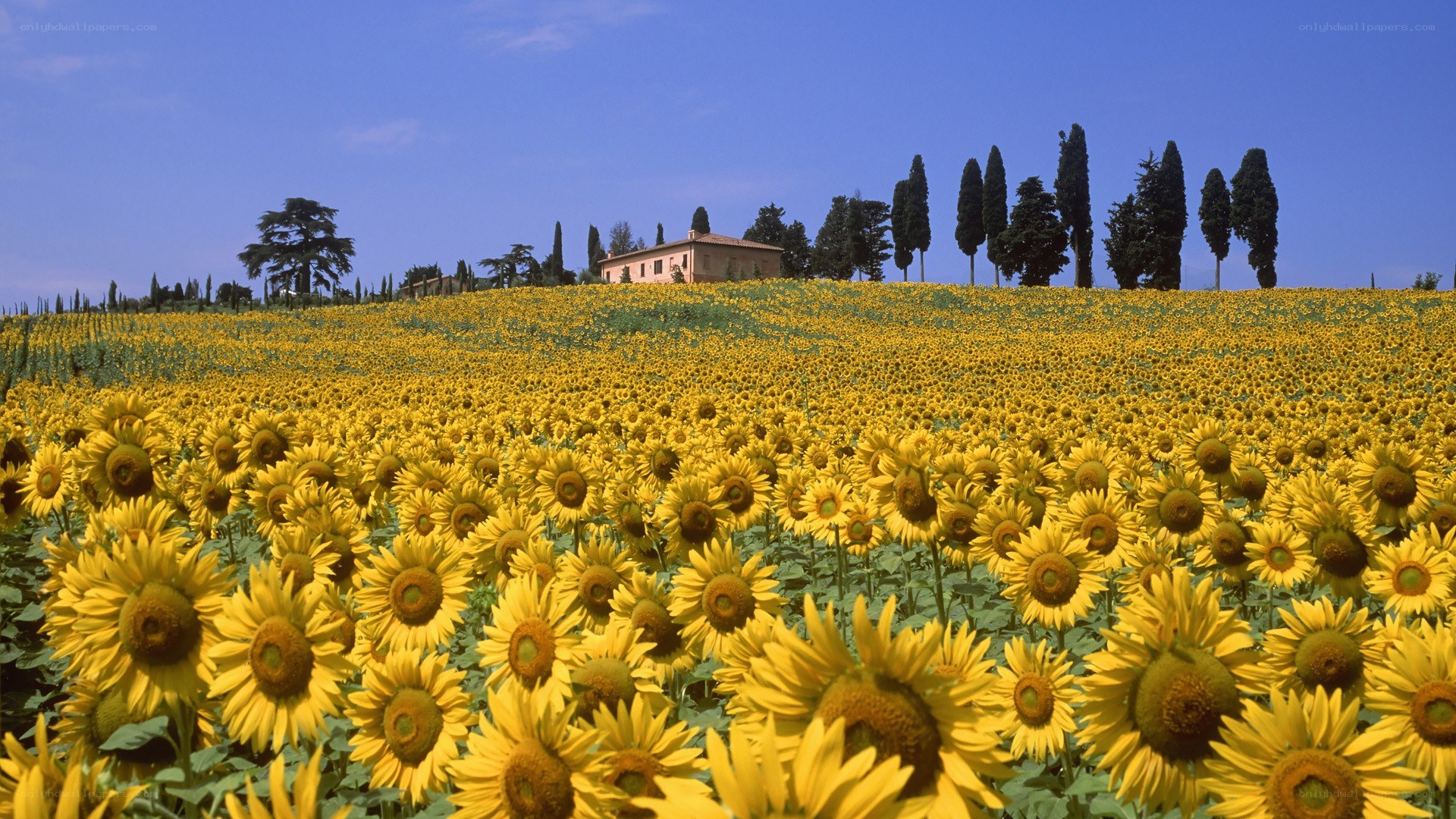Sunflower field with farmhouse