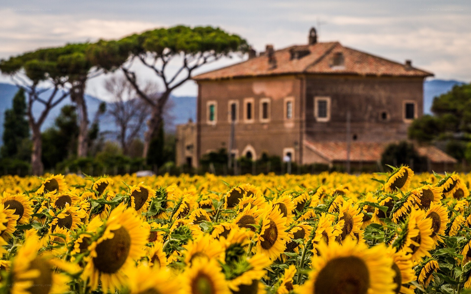 Sunflower field with farmhouse