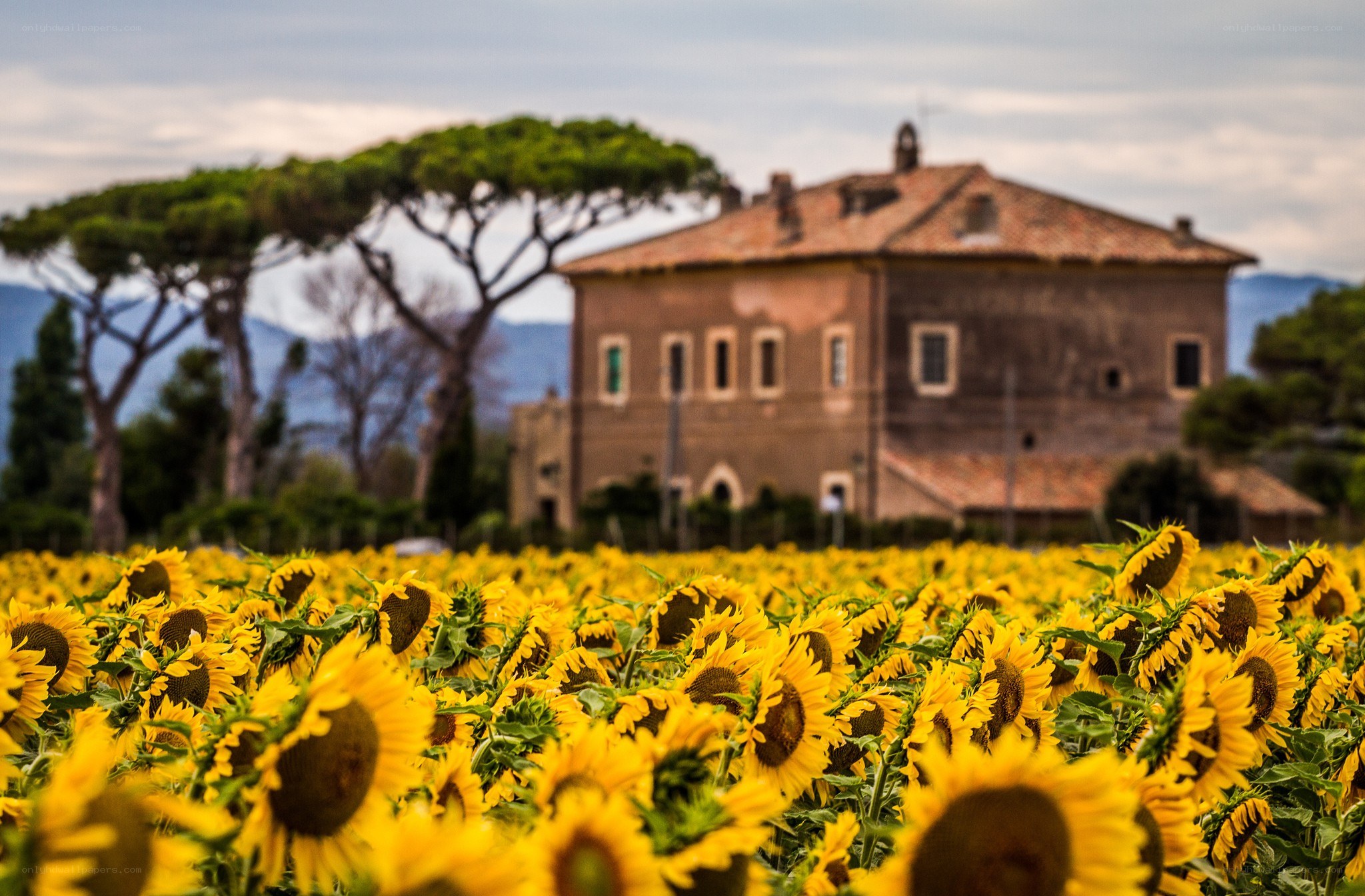 Sunflower field with farmhouse