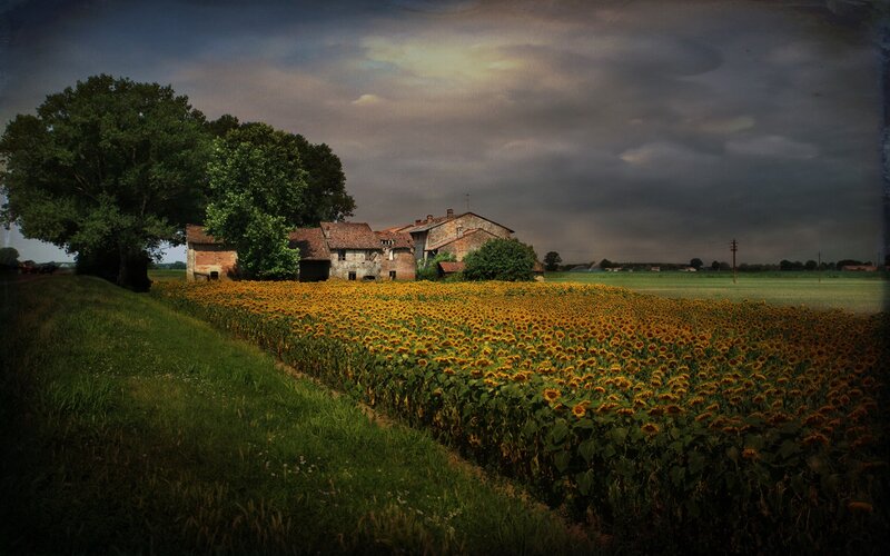 Sunflower Field with Farmhouse — Yellow, Dramatic