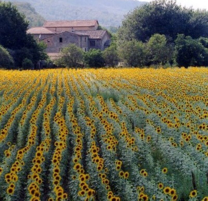 Sunflower Field with Farmhouse — Yellow, Serene