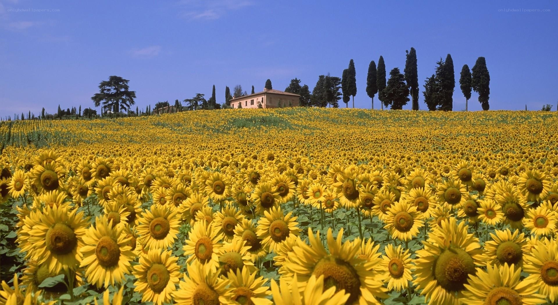 Sunflower field with farmhouse