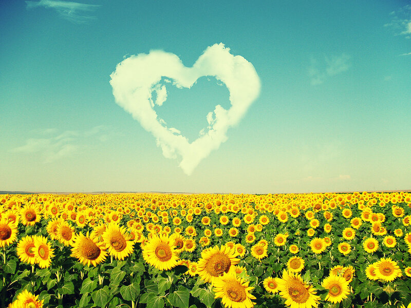 Sunflower Field with Heart Cloud