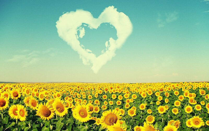 Sunflower Field with Heart Cloud — Yellow, Serene
