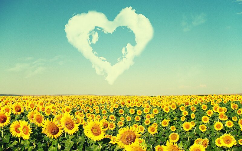 Sunflower Field with Heart Cloud — Yellow