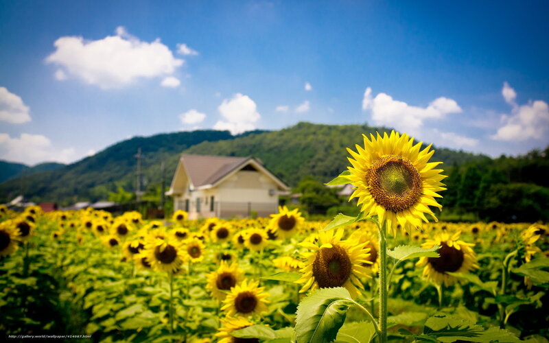 Sunflower field with house in background