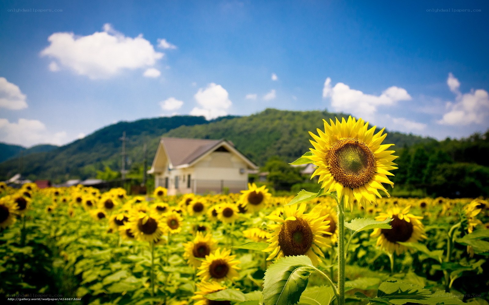 Sunflower field with house in background