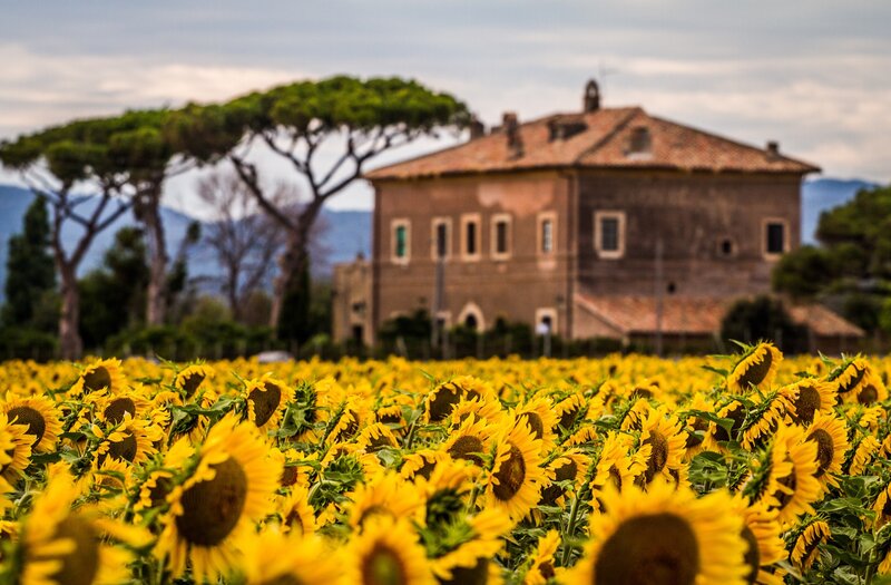 Sunflower Field with House — Yellow, Serene, Afternoon, Photograph, Trees