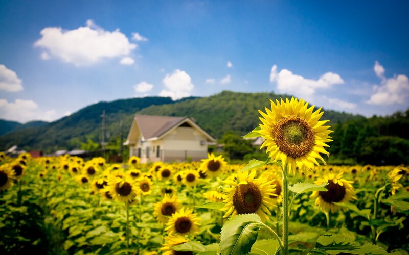 Sunflower Field with House — Yellow, Serene, Summer, Photograph, Mountain