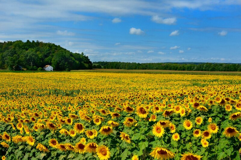 Sunflower Field with House — Yellow, Serene, Summer, Photograph