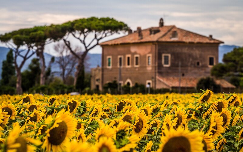 Sunflower Field with House — Yellow, Serene, Summer, Photograph, Trees