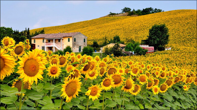 Sunflower Field with House — Yellow, Serene, Summer