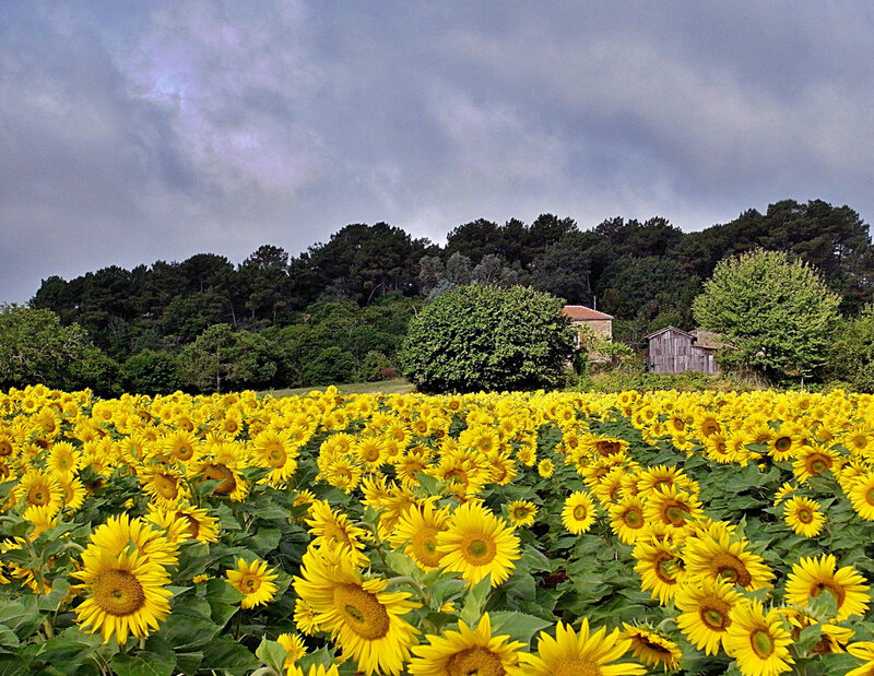 Sunflower Field with Houses