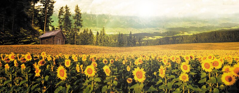 Sunflower field with mountain view