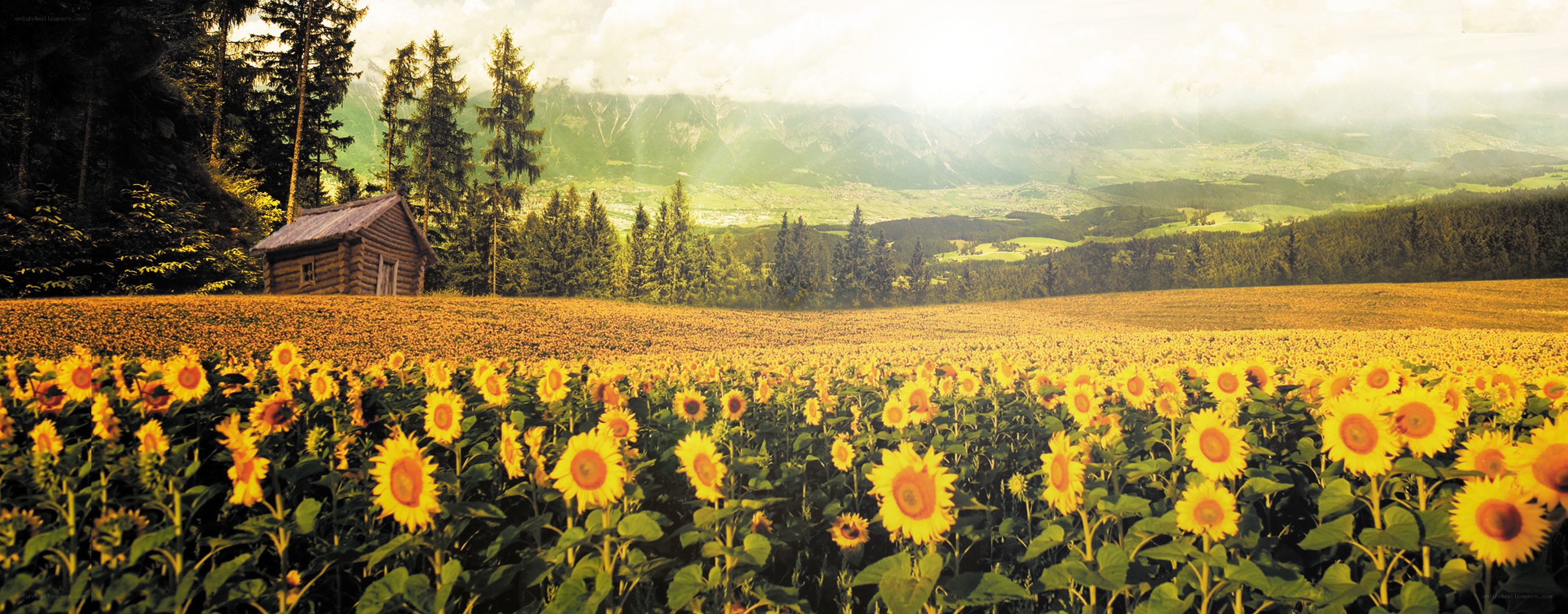 Sunflower field with mountain view