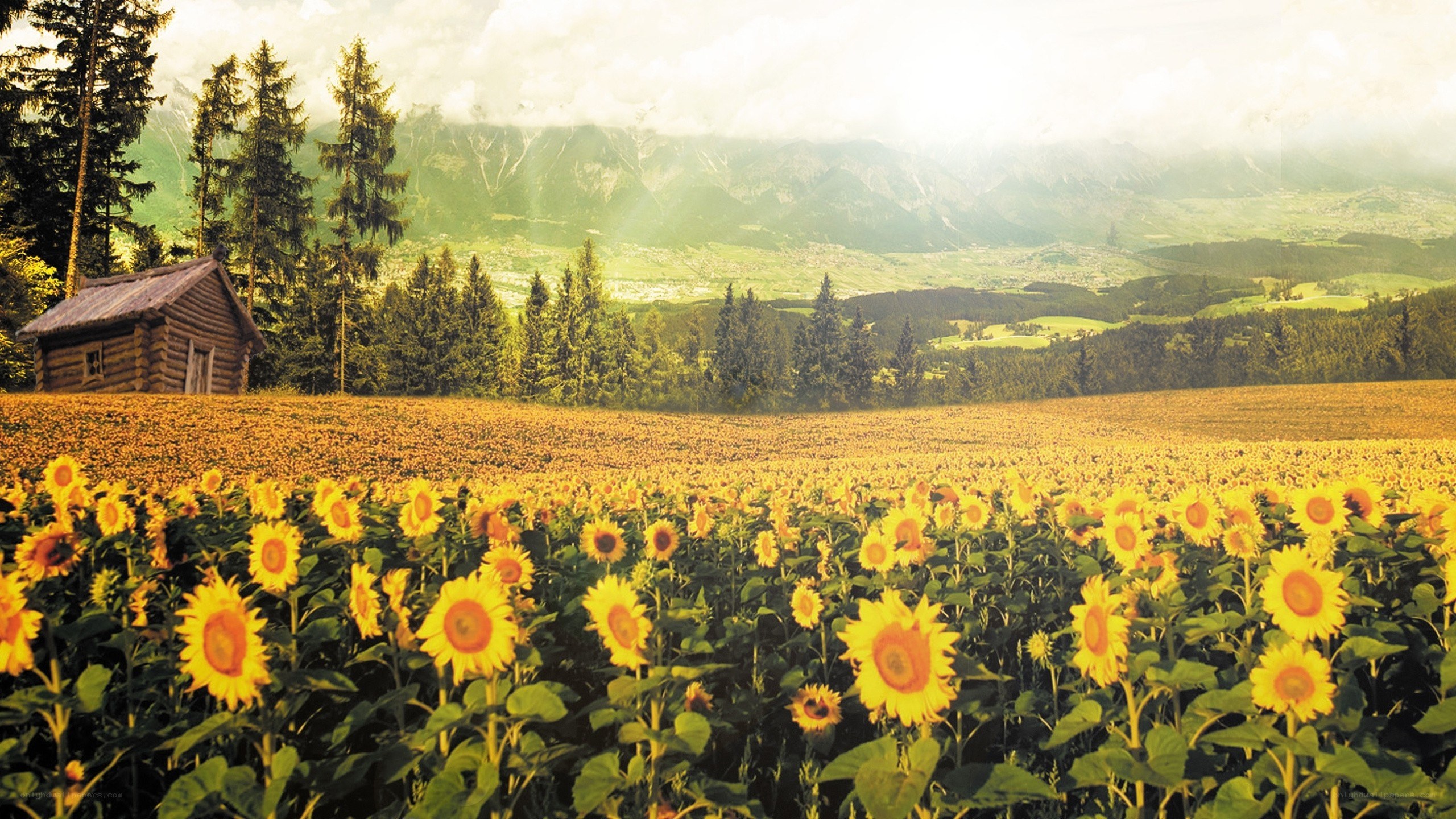 Sunflower field with mountain view