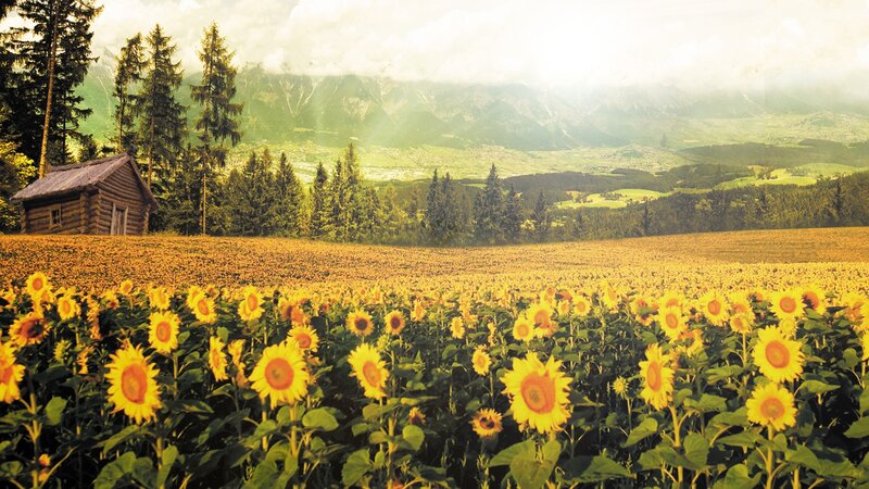 Sunflower field with mountain view